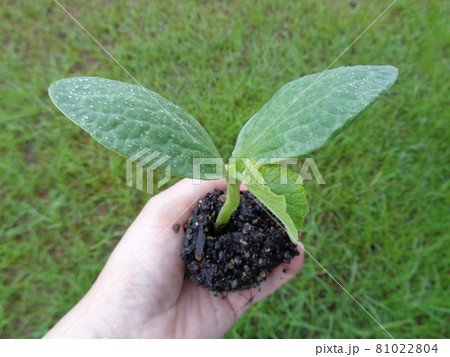 カボチャの発芽 81022804