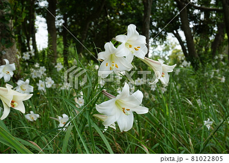 房総フラワーラインに咲くタカサゴユリ 81022805