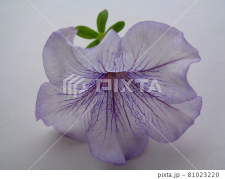 ペチュニアの花 81023220
