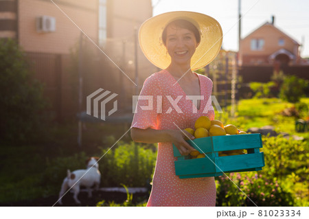 Young caucasian positive woman gardener in hat and pink dress holds box with lemons in her hands on sunny summer day. Concept of farming and organic gardening Young caucasian positive woman gardener in hat and pink dress holds box with lemons in her hands on sunny summer day. Concept of farming and organic gardening 81023334