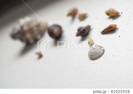 海で拾ったたくさんの小さな貝がら 81023358