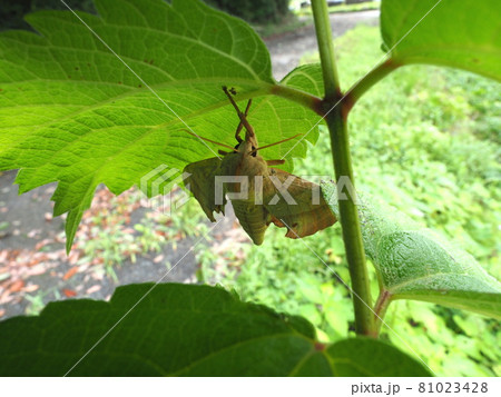 生態写真、クチバスズメ 81023428