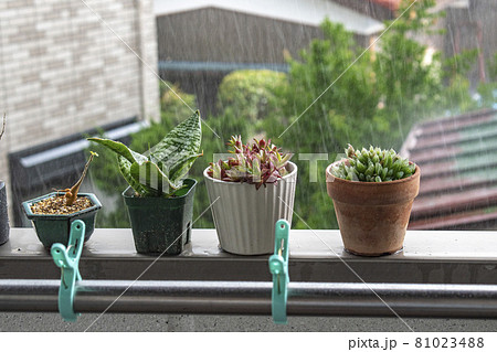 土砂降りの雨に濡れるたくさんの観葉植物 81023488