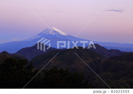 沼津アルプス背景のピンク朝彩と降雪富士山 81023505