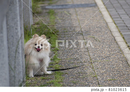夏の暑さにばてて日陰で休む愛犬 夏の暑さにばてて日陰で休む愛犬 81023615