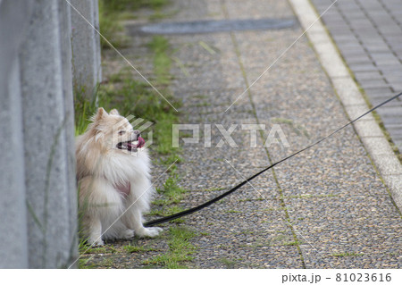 夏の暑さにばてて日陰で休む愛犬 夏の暑さにばてて日陰で休む愛犬 81023616