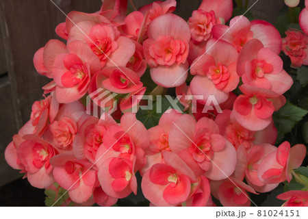 エラチオールベゴニア　ピンク 81024151