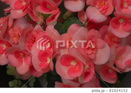 エラチオールベゴニア　ピンク 81024152