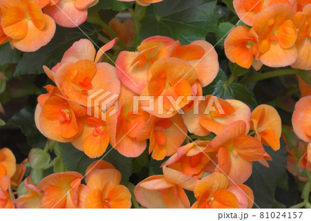 エラチオールベゴニア　オレンジ 81024157