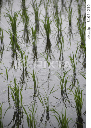 雨の日の田んぼの稲 81024250