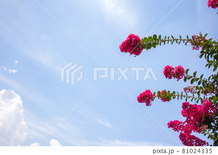 花 空 万 81024335