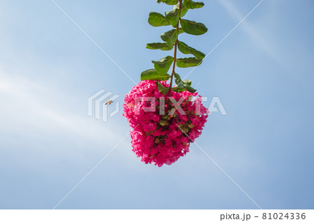 花 空 万 81024336