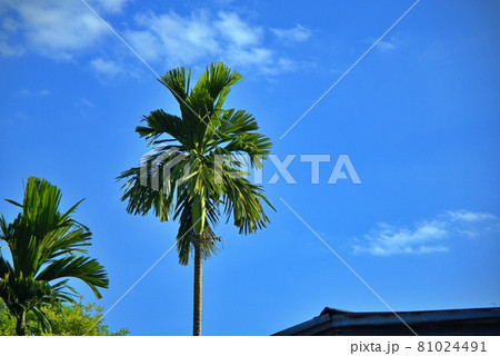A Betel palm trees outdoor high over the roof house on blue sky background and copy space, Farm location in thailand 81024491