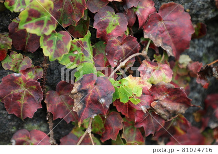 紅葉する蔦の葉 紅葉する蔦の葉 81024716