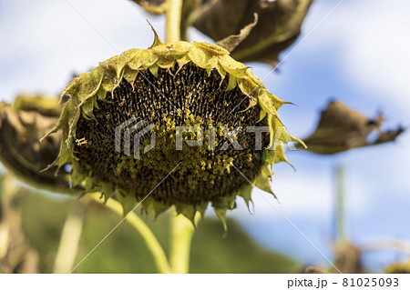 立ち枯れた向日葵 81025093