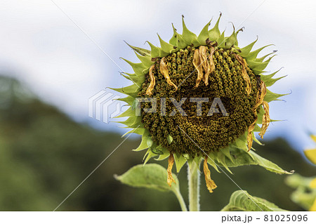 立ち枯れた向日葵 81025096