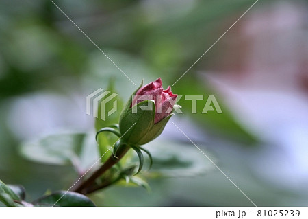 hibiscus, bud pink flower on blurred nature background 81025239