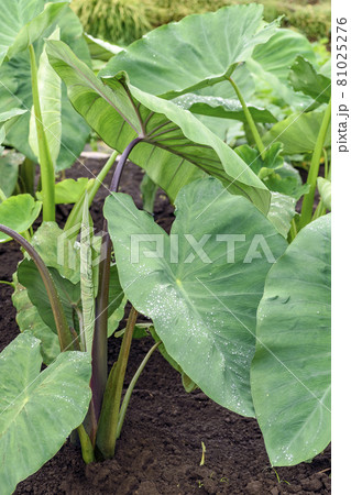 サトイモの葉っぱの写真素材