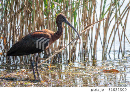 The glossy ibis, latin name Plegadis falcinellus, searching for food in the shallow lagoon. 81025309