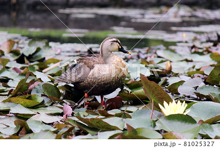 水場でよく見るカモ科の水鳥カルガモ 水場でよく見るカモ科の水鳥カルガモ 81025327