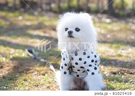 可愛い白いポメラニアンの写真素材