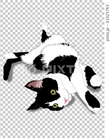 Japanese cat black and white 81025763