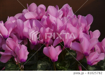 シクラメン 81025782