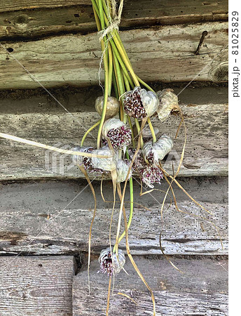 Dry bunch of garlic flowers with seeds on the background of a wooden old wall Dry bunch of garlic flowers with seeds on the background of a wooden old wall 81025829