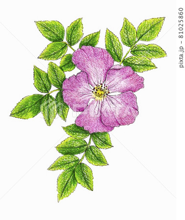 Rosehip canina flower pink with leaves branch, hand drawing, sketch. 81025860