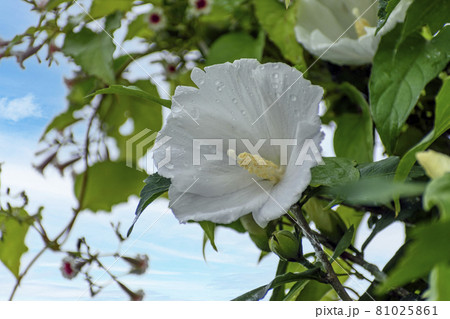 朝露の残る白いムクゲ 朝露の残る白いムクゲ 81025861