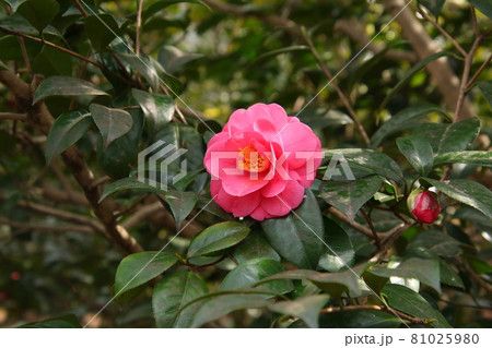 椿　品種：熊坂 81025980