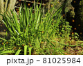 妖精の住む草原 81025984