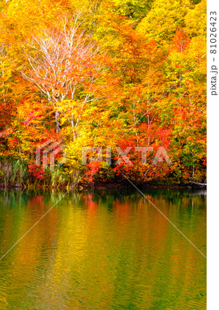 鎌池の紅葉 81026423