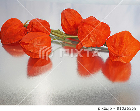 赤いホオズキの実銀色に光るバックで 赤いホオズキの実銀色に光るバックで 81026558