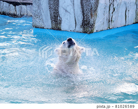 シロクマの水をふる（ブルブル）姿 81026589