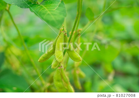 枝豆　湯あがり娘 81027008