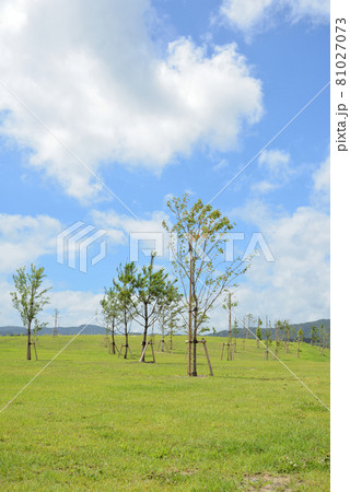 木々と芝生と青空の爽やかな夏の風景 81027073