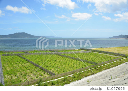 2021年 夏の高田松原の風景 2021年 夏の高田松原の風景 81027096