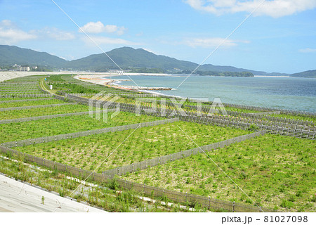 2021年　夏の高田松原の風景 81027098