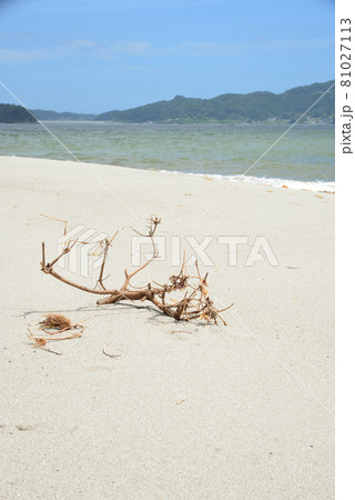 夏の高田松原の砂浜と流木 夏の高田松原の砂浜と流木 81027113