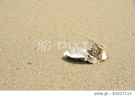 夏の砂浜に残る牡蠣の殻 81027114