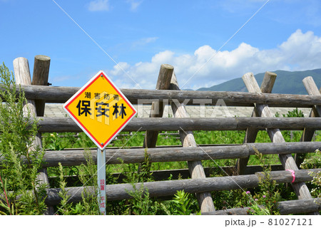 夏の高田松原　松の植樹と防潮堤と保安林標識 81027121