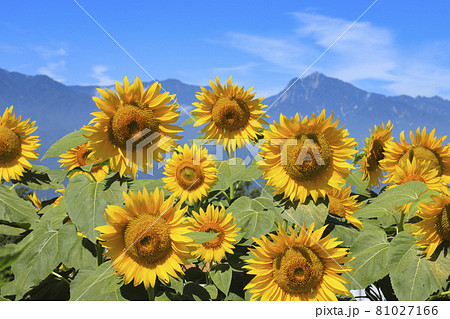 ひまわりと南アルプス　明野ひまわり畑 81027166