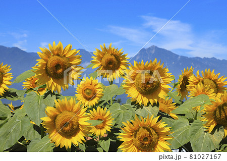 ひまわりと南アルプス 明野ひまわり畑 ひまわりと南アルプス 明野ひまわり畑 81027167