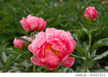 ピンクの芍薬　シャクヤク 81027211