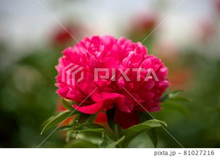 ピンクの芍薬　シャクヤク 81027216