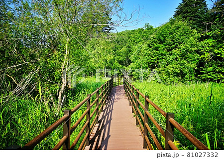 西岡公園　湿地帯の木道 81027332