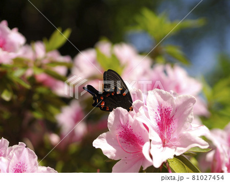 ツツジの蜜を吸うカラスアゲハ 81027454