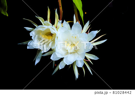 サボテン さぼてん 仙人掌 81028442