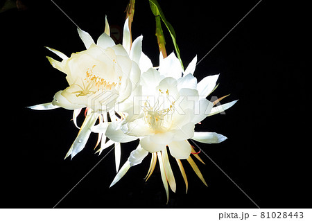 サボテン さぼてん 仙人掌 81028443